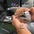 Pigeons (New Pictures Added!) 8 thumbnail
