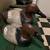 Pair Duck Decoys 1 thumbnail