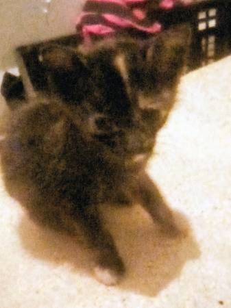 Gatitos (Temple)63839343040259124