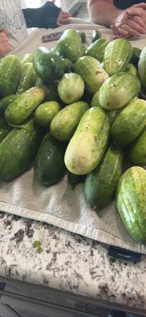 Cucumbers 1
