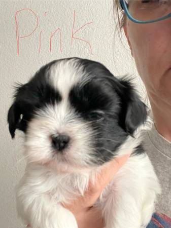 Cachorro Shih Tzu necesita nuevo hogar (Bastrop)63975348766211122