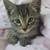 Kitten 1 thumbnail