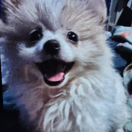 Pomerania macho (10 semanas)63681487782787120