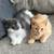 Half persian / half domestic kittens 1 thumbnail