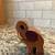 3D Elephant Puzzle and Figures 5 thumbnail