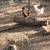 Chicks 2 thumbnail
