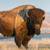 'The American Buffalo' - 2023 documentary by Ken Burns on DVD 3 thumbnail