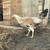 Gallos, Gallinas, Roosters, Hens, Gamefowl, Pullets 3 thumbnail