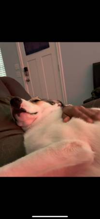 In need of a loving home (Navasota)63839342829185121