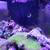 54 gallon corner reef tank 7 thumbnail