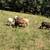 Purebred Katahdin Hair Sheep Looking For New Pastures 18 thumbnail
