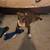 Red nosed Pit bull mix 11 thumbnail
