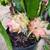 Papaya plants 5 thumbnail