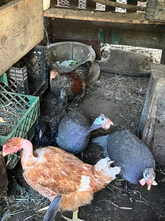 Chickens (Tulare)63873027478659122