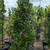 Waxleaf privet 17 thumbnail