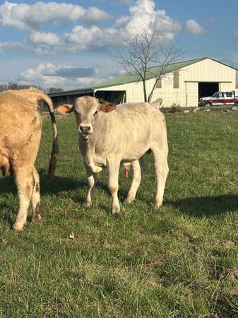 1 year old bull 1