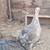 Guinea fowl keets hatching in April, turkey and select chicken also 3 thumbnail
