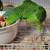 parrot Amazon parrot 8 thumbnail