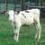 Holstein feeder steer 1 thumbnail