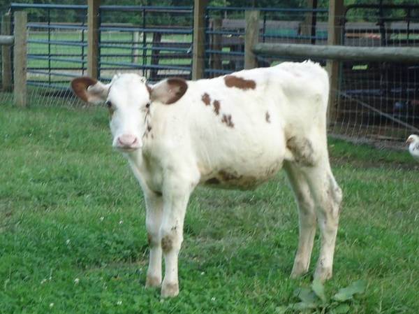 Holstein feeder steer 1