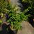 Centennial Spirit Crepe Myrtle Plants 3 thumbnail