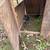 Chicken coop 3 thumbnail