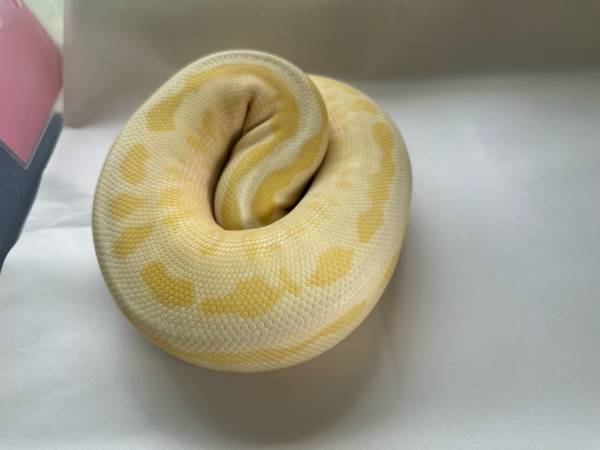 Banana OD Fire Leopard Pastel Calico 100% Het Pied (Leesburg)63687882948225121