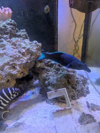 Male bird wrasse fish - $50 (Kempsville Virginia Beach)63882831285249120