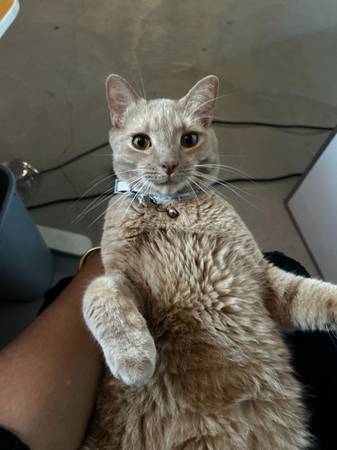 A cat named Laffy Taffy 1