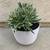 Variegated Alstroemeria Peruvian Lily Katiana Red Flower Plant 5 thumbnail
