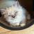 Persian Ragdoll 6 thumbnail