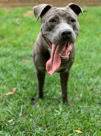 Adopt a pitbull (Petal)63611950739331122