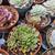 SUCCULENTS: Echeveria and other plants for sale: Large Variety $5 each 1 thumbnail