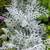 Dusty Miller plants 1 thumbnail