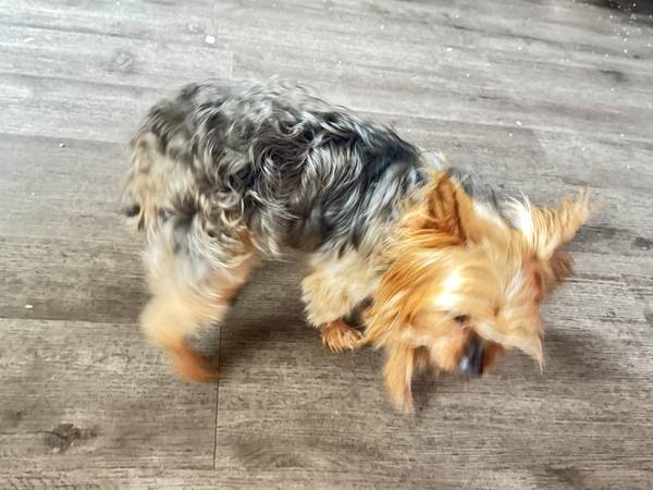 Yorkie rehome63829968270081122