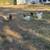 Unsexed silkie chickens 1 thumbnail