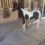 TN Walking horse 1 thumbnail