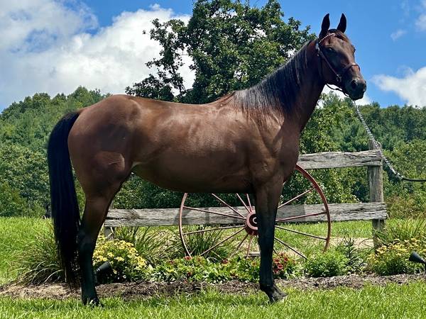 Microchipped Standardbred Mare - Trail Horse 1