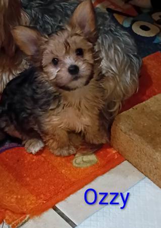 Toy size Yorkies63816038540419123