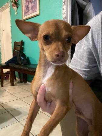 MALE CHIHUAHA PUPPY 1