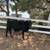 Young Black Angus/Brangus Bulls 7 thumbnail