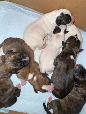 Rehoming Puppies (Killeen)63839343726593120