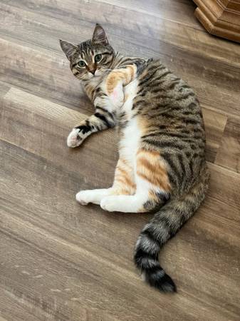 Spayed 3 year old cat64189201620097124
