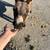 Mini Donkeys 2 thumbnail