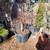 Japanese Maple trees 42 varieties 800+ plants  Mar2025 update 8 thumbnail