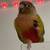Green Cheek Conure 4 thumbnail