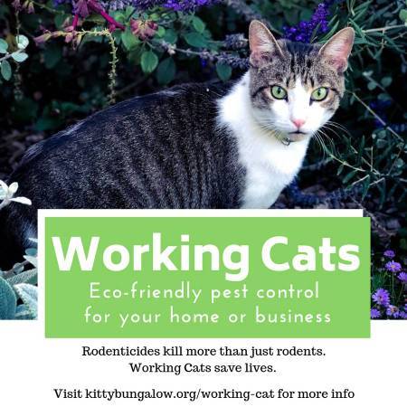 Barn Cats Available for No-Cost Pest Control! We Deliver! 1