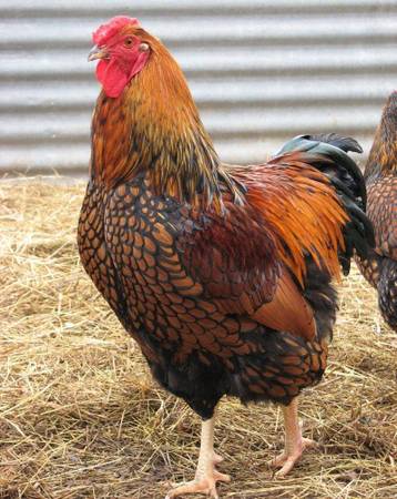 GOLD LACED WYANDOTTE ROOSTER 1