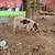 Piglets Pure KuneKune boars registerable 5 thumbnail