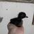 Cayuga Ducklings 3 thumbnail